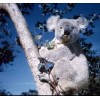 Randonnée jusque Vivonne Bay, refuge des Koalas