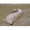 Un peu d'adrénaline à la vue des crocodiles de Johnstone River